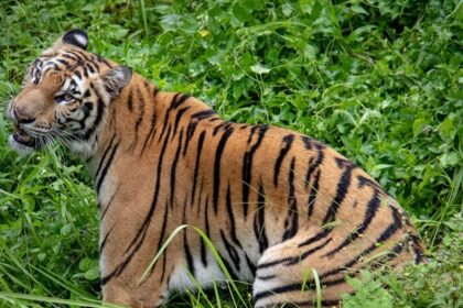 A breathtaking view of a brown and black tiger in the middle of lush green bushes.