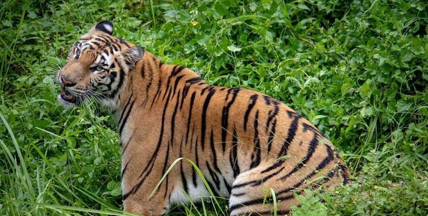 A breathtaking view of a brown and black tiger in the middle of lush green bushes.