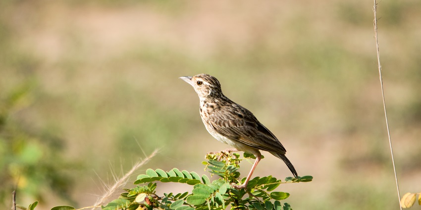 Wilpattu National Park is one of the most popular and biggest national parks in Sri Lanka.