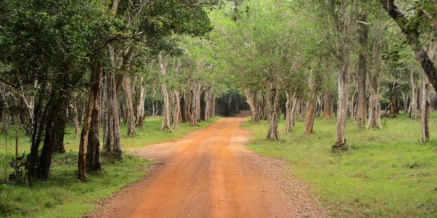View of Wilpattu National Park with lush greenery - Wildlife sanctuaries in Sri Lanka.