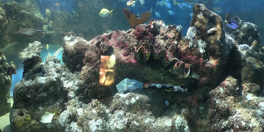 Witnessing marine life at an aquarium is one of the best things to do in Kovalam
