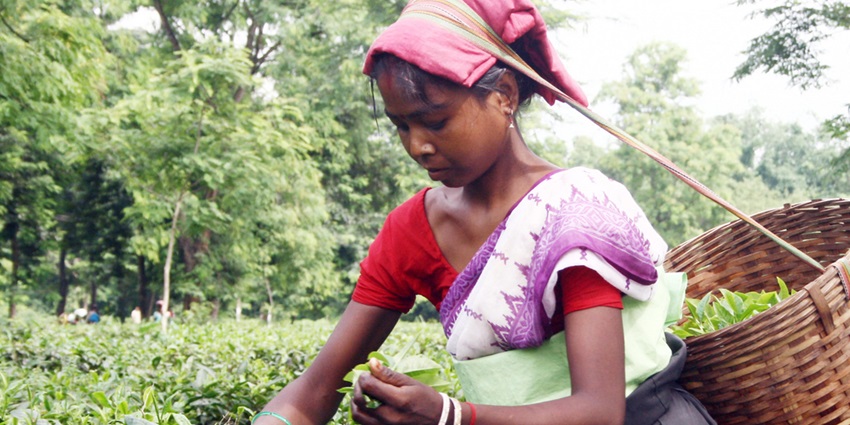  This tea estate is an ideal escape into the lush verdant fields of Assam's heritage of tea making