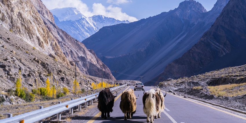 Yaks, tough and hardy animals, are present in Tibetan Yak Enclosure.