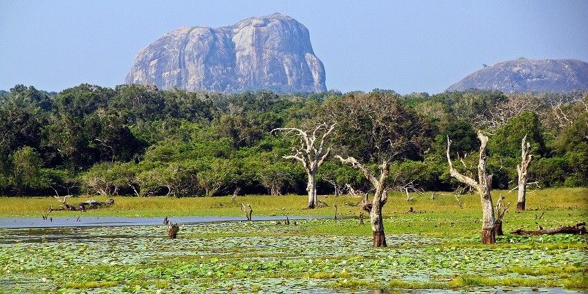 A scenic view of Yala National Park in Sri Lanka, showcasing lush greenery.