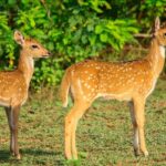 Yala National Park is one of the most famous parks of Sri Lanka attracting many tourists.