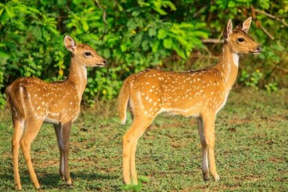 Yala National Park is one of the most famous parks of Sri Lanka attracting many tourists.