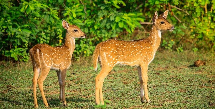 Yala National Park is one of the most famous parks of Sri Lanka attracting many tourists.