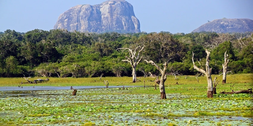 Yala National Park, rich with wildlife and natural beauty. Places to Visit in Sri Lanka.