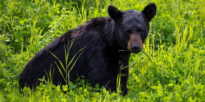 A view of a big black bear in the middle of lush greenery with grass in its mouth.
