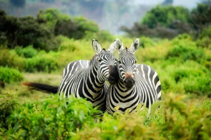 Explore the diverse wildlife in natural habitat at the Itanagar Zoo in Arunachal Pradesh.