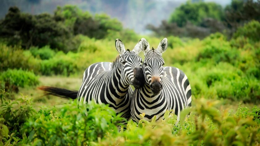 Explore the diverse wildlife in natural habitat at the Itanagar Zoo in Arunachal Pradesh.