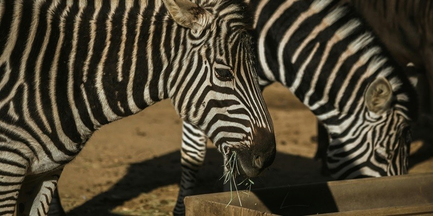 This zoological park is popular among wildlife enthusiasts seeking escape away from the crowds