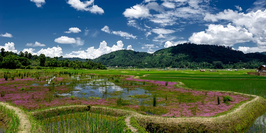 A picture of a valley with a blanket of greenery and mountains in the background