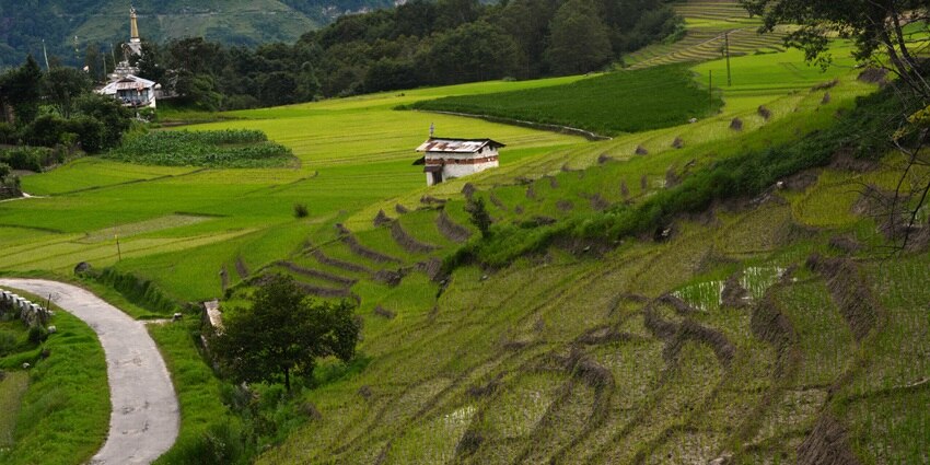 Paddy fields at Ziro, central to the harvest festival of Arunachal Pradesh.