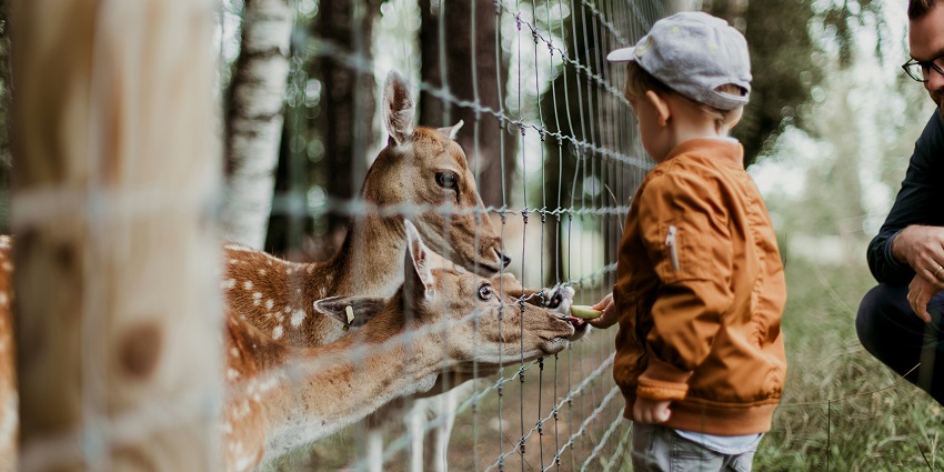 Visit the Itanagar Zoo on your next trip and return home with unforgettable memories.