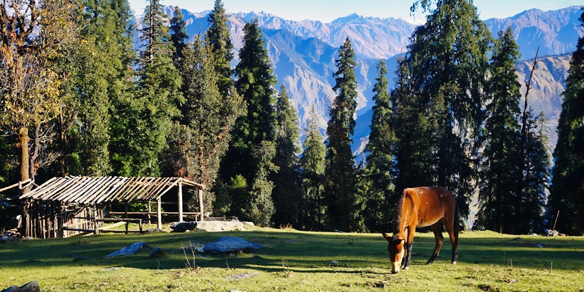 Views of the surrounding lush flora and mountains, along with a horse - Gulmarg camping areas