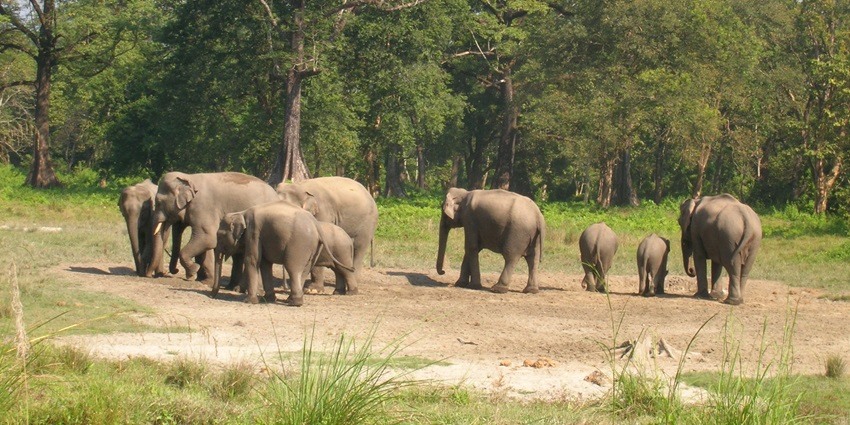 The beautiful snapshot of the herd of elephants roaming amidst the dense wild forest