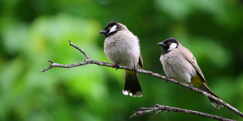 Watch out for the diverse avian species in Kakoijana National Park located in Assam.