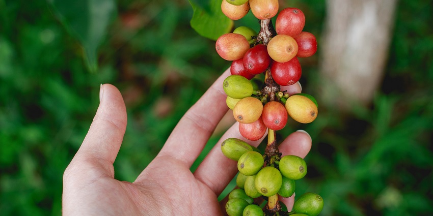 Strolling through lush coffee plantations is one of the best things to do in Lambasingi.