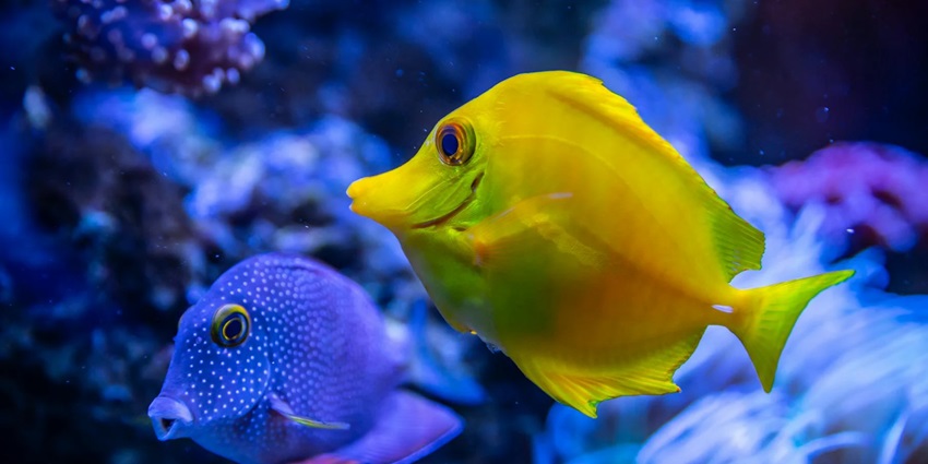 etty Channel Marker is one of the best sites for scuba diving in Neil Island for all.