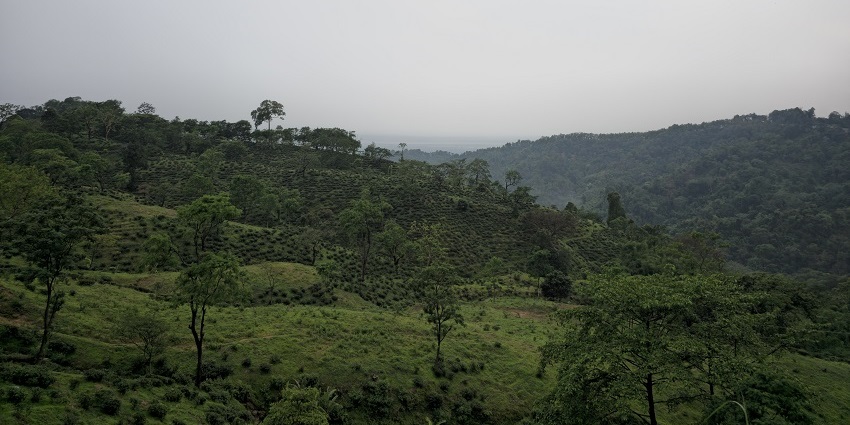 Verdant hills of Darjeeling are perfect for tourist to escape into nature's embrace away from the city