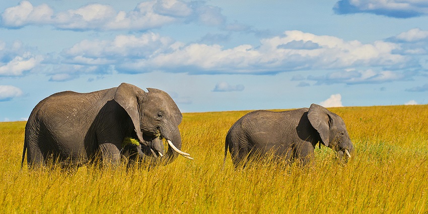 Gal Oya National Park is one of the top national parks in Sri Lanka known for boat safaris.