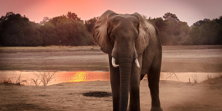 Beautiful snapshot of the majestic gentle giant elephant in the wildlife sanctuary