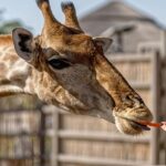 A woman feeding carrots to the giraffe in a zoo.