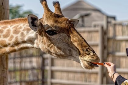 A woman feeding carrots to the giraffe in a zoo.