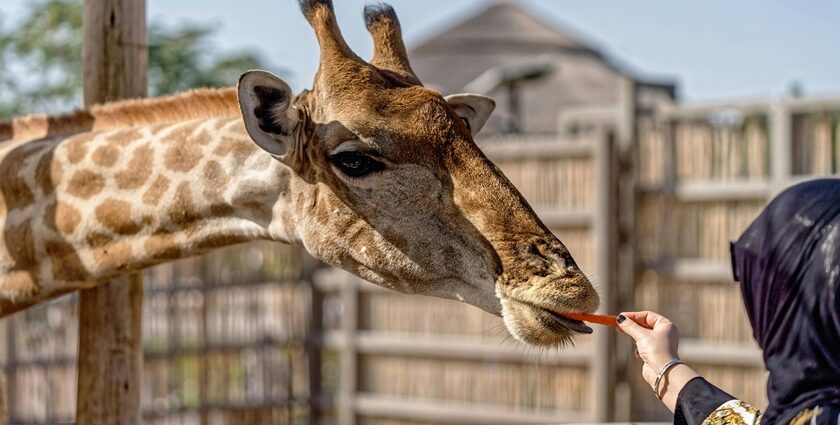 A woman feeding carrots to the giraffe in a zoo.