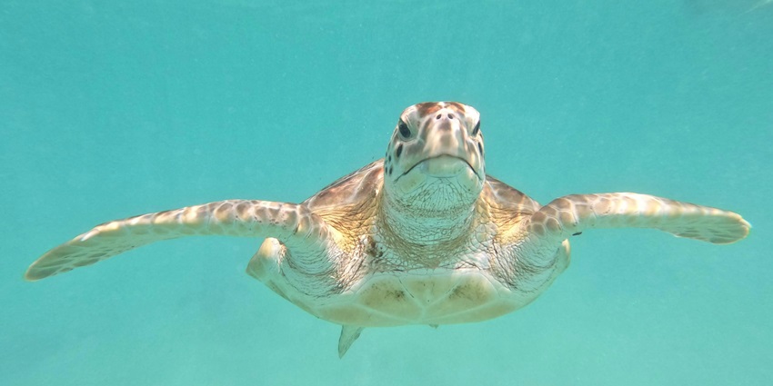 A picture of a turtle taken underwater while diving at the Gili Trawangan island