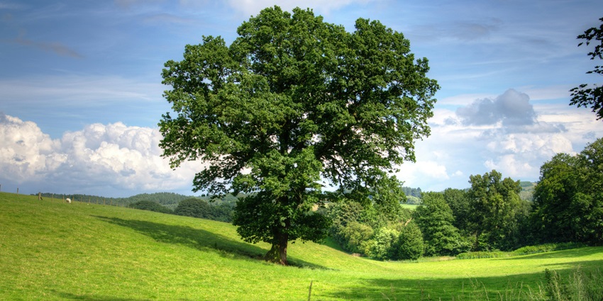 An Idyllic snap of a beautiful green tree standing tall amidst the meadows of a Mountain