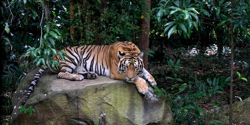Exploring the Sepahijala Wildlife Sanctuary is one of the best things to do in Tripura.