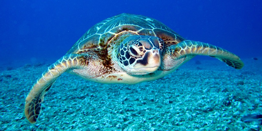 Close-up of a black and white turtle, showcasing the natural wildlife.