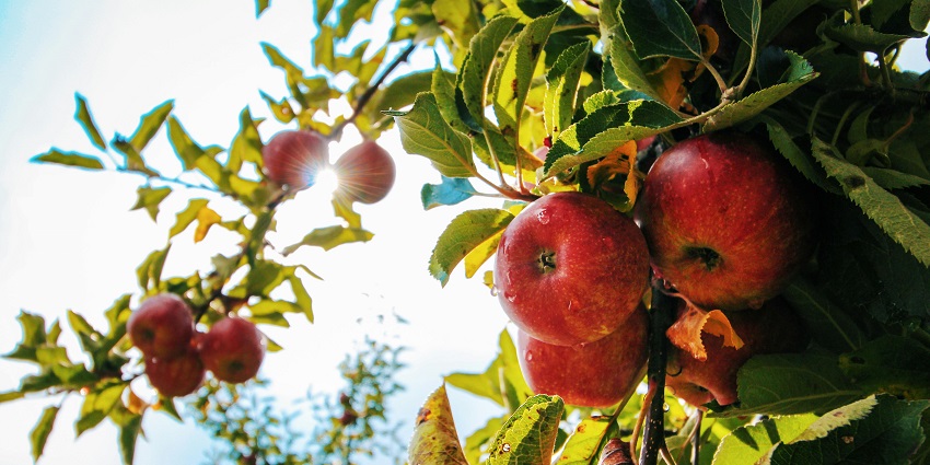 Visit the refreshing fruit orchards, as one of the things to do in Parwanoo, Himachal.