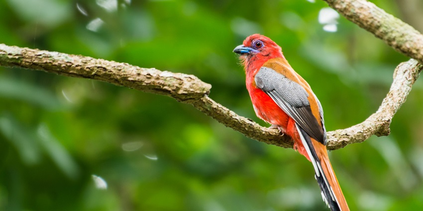 Neora national park is must visit destination on your list of places to visit near Bagdorga