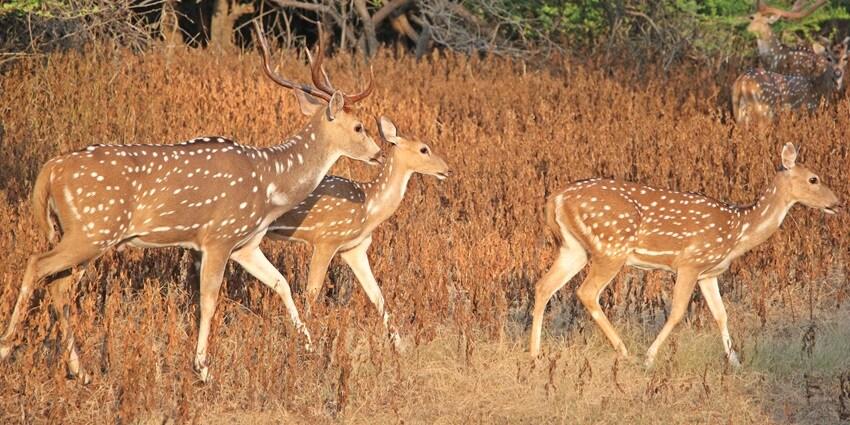 Rangapahar Wildlife Sanctuary is one of most famous national parks in Nagaland