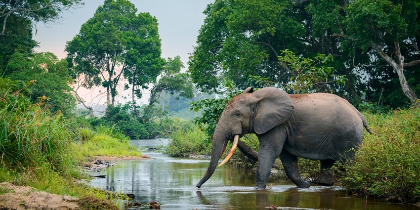 Watch elephants bathing at the Konni Forest Reserve, which is near the Perunthenaruvi Waterfalls
