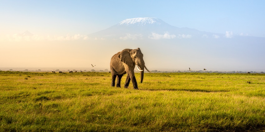 An elephant gazing through a railing - places to visit near Gibbon Wildlife Sanctuary.