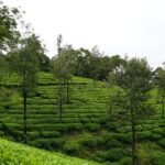 The lush green mountains and gorgeous valleys of Vagamon are a breathtaking sight