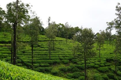 The lush green mountains and gorgeous valleys of Vagamon are a breathtaking sight