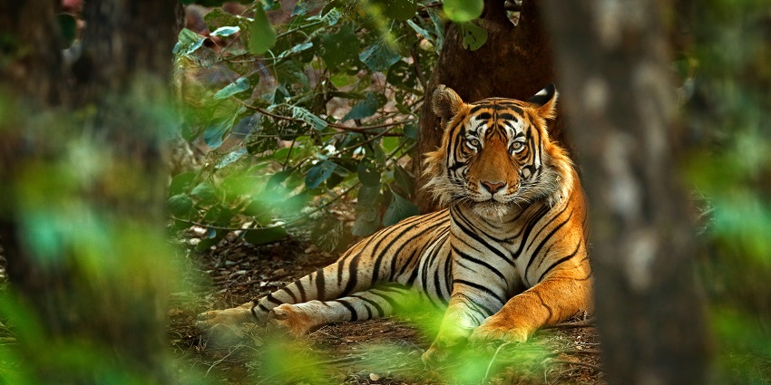 Explore the rich flora and fauna at Manas National Park, near Kakoijana National Park.