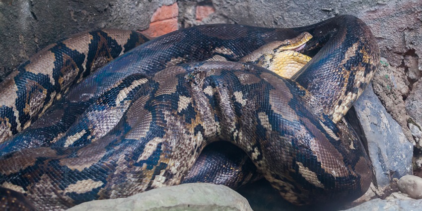 The reptile house at Vizag Zoo lets you witness iguanas, pythons, cobras, and more.