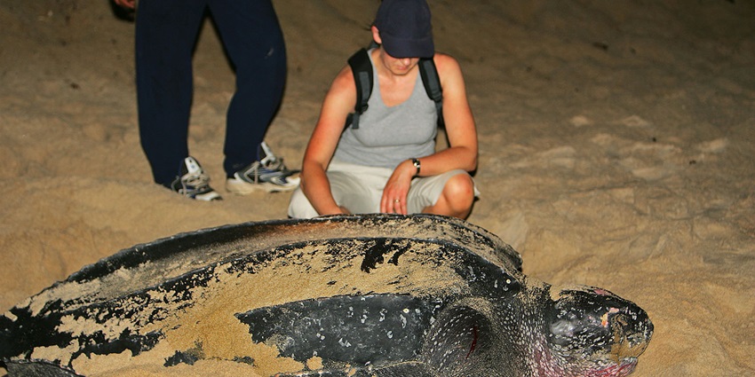 This area is a major attraction for people who love watching turtles in an incredible manner.