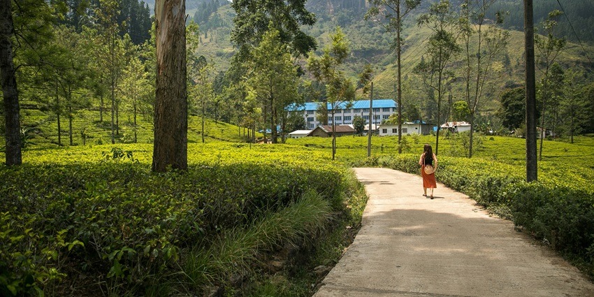 Uva Halpewatte Tea Factory offers a fascinating insight into the tea production process.