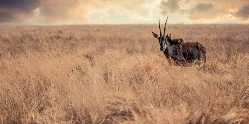 Image for the beautiful buck standing in the wildness—ulipooni wildlife sanctuary