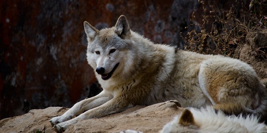 A wolf sitting on a rock at a zoological park