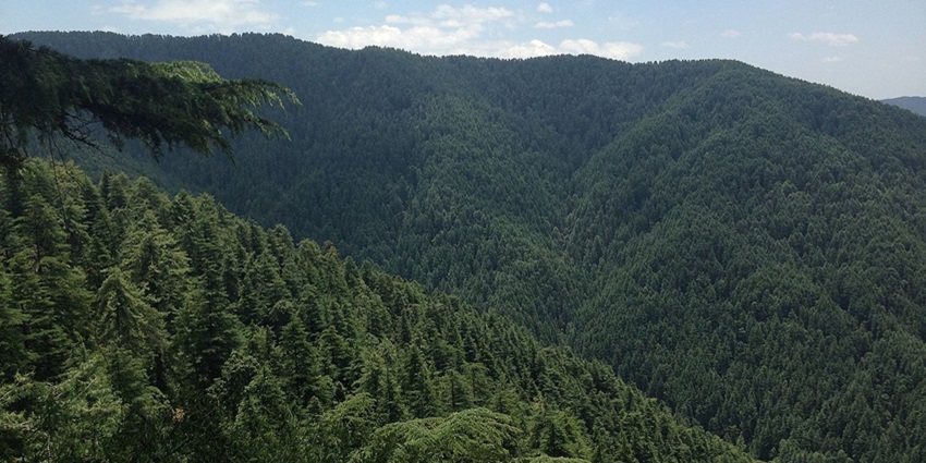 Dense green pine forests in Narkanda—hill stations near pathankot.