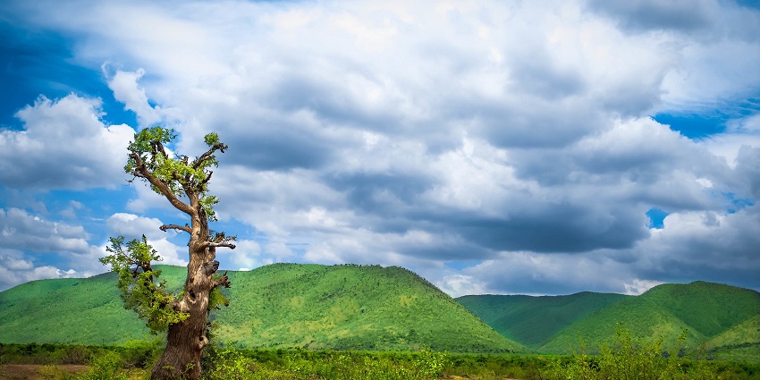 Explore the forests of Sri Lankamalleswara Wildlife Sanctuary and click photographs.