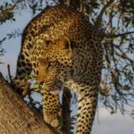 An image of a leopard resting on a tree in Sri Venkateswara Wildlife Sanctuary, Tirupati.